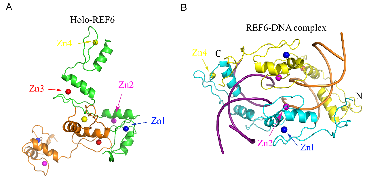 holo-ref6和ref6-dna复合物寡聚体的互作模型本论文首次通过结构阐释