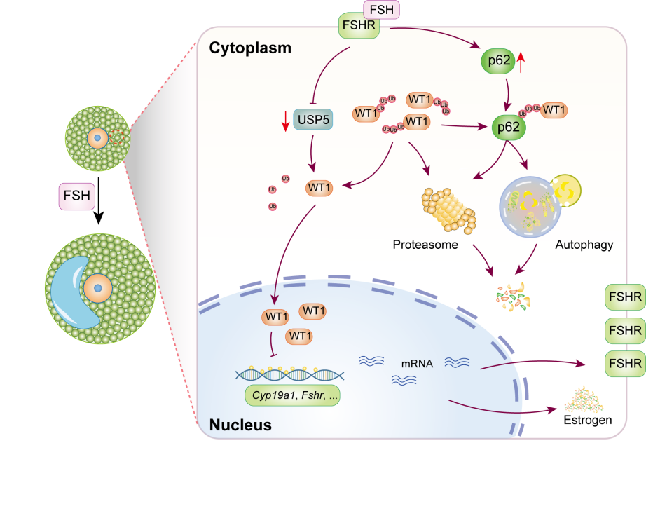 中国农业大学生物学院 综合新闻 Cellular and Molecular Life Sciences|自噬接头蛋白p62参与调控有腔卵泡形成的机制